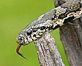 _MG_5837 milk snake.jpg