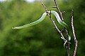 _MG_6025 smooth green snake.jpg