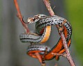 _MG_6241 red-bellied snake.jpg