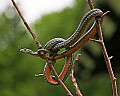 _MG_6280 red-bellied snake.jpg