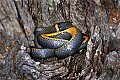 _MG_6339 ring snake.jpg