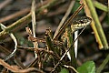 _MG_6710 garter snake.jpg