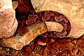 DSCF5869 copperhead--new river.jpg