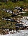 Florida 2006 313 five large alligators.jpg