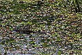 Mississippi River Carp 141 brown water snake.jpg