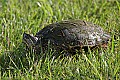 Mississippi River Carp 487 red-eared turtle.jpg