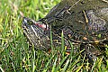 Mississippi River Carp 490 red-eared turtle.jpg