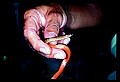 Northern Redbelly snake.jpg