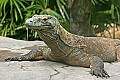 Picture 488 komodo dragon.jpg