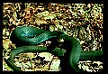 WVMAG228 Northern Black Racer.jpg