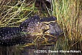 WVMAG255 alligator eating raccoon.jpg