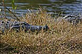 _MG_0245 two gators.jpg