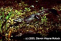 Alligator on bank.jpg