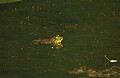 bullfrog.jpg