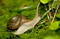 DSC_1723 snail--full body (great).jpg