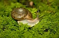 DSC_1731 snail.jpg