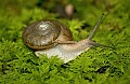 DSC_1734 snail.jpg