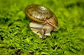 DSC_1743 snail good.jpg