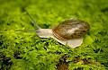 DSC_1756 snail--good.jpg