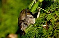 DSC_1783 snail.jpg