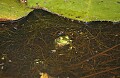 DSC_2938 bullfrog.jpg