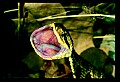 Eastern Hognose Snake.jpg