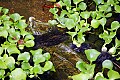 Picture 396 alligator turtle.jpg