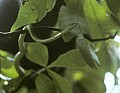 Rough Green Snake.jpg