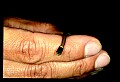 WVMAG229 juvenile Northern Redbelly Snake.jpg