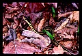 WVMAG233 Common Garter Snake.jpg
