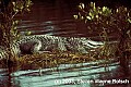 WVMAG249 alligator.jpg