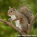 DSC_0589 gray squirrel.jpg