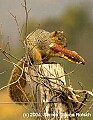 DSC_0676 squirrel corn on the cob.jpg