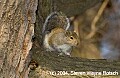 DSC_1878 gray squirrel.jpg