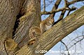 DSC_1900 gray squirrel.jpg