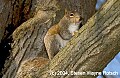 DSC_1912 gray squirrel.jpg