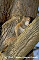 DSC_1914 gray squirrel.jpg