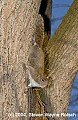 DSC_1919 gray squirrel.jpg