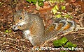 DSC_2404 squirrel striped tail.jpg