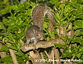 DSC_2407 squirrel.jpg