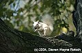 DSC_3207albino squirrel with walnut.jpg