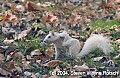 DSC_3864 albino squirrel.jpg