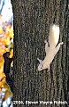 DSC_3914 albino and grey squirrel.jpg