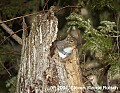 DSC_6698 squirrel in tree top.jpg