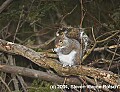 DSC_6710 squirrel.jpg