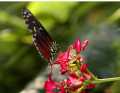 _MG_1542 butterfly.jpg