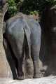 _MG_1545 elephant butt.jpg