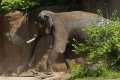 _MG_1573 Asian Elephant.jpg