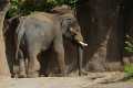 _MG_1577 Asian Elephant.jpg