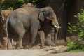 _MG_1582 Asian Elephant.jpg